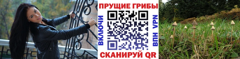 даркнет телеграм  где можно купить   Чапаевск  Псилоцибиновые грибы Psilocybine cubensis 